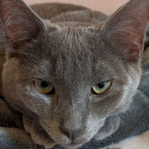 Meet your Posher, Patrick